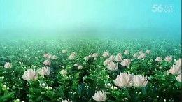 青青国产草视频